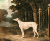 Herring, John Frederick Jr - Vandeau, A White Greyhound